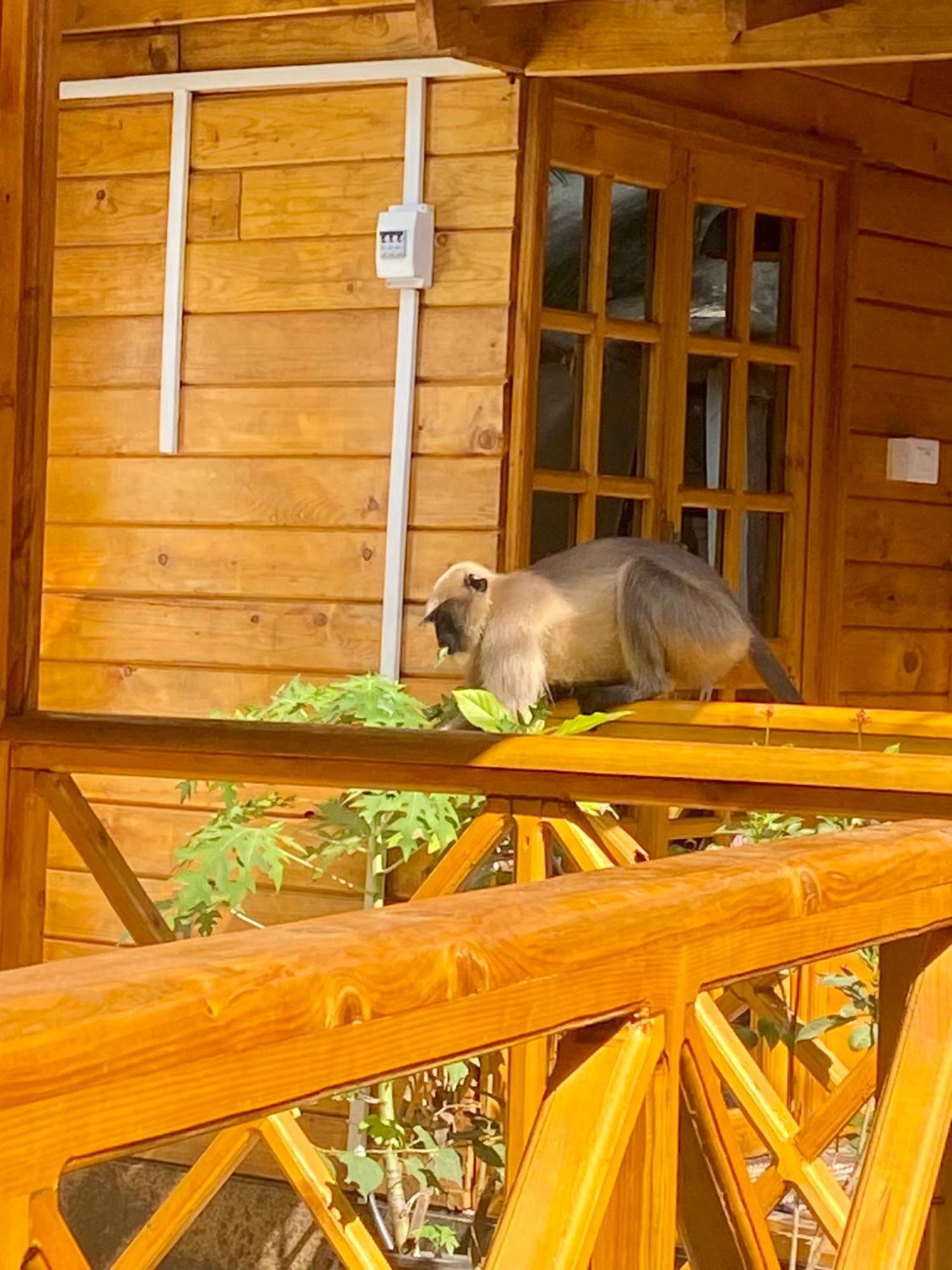 Chill Out Jasmine Restaurant Bar Rooms Palolem Bagian luar foto